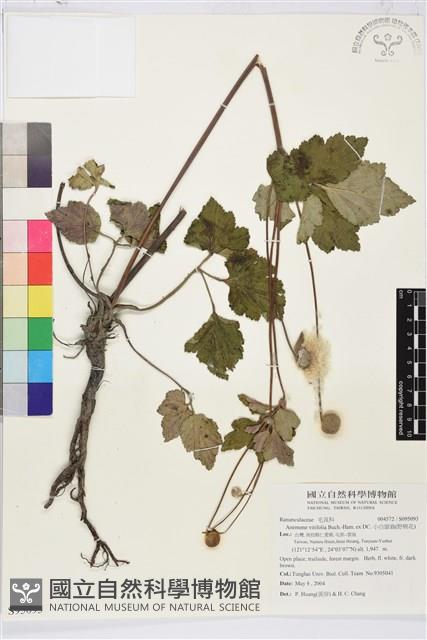 小白頭翁、野棉花藏品圖，第1張