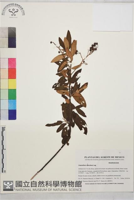 天藍美洲茶藏品圖，第1張