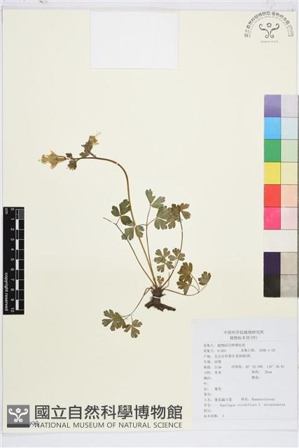 紫花漏斗菜藏品圖，第1張