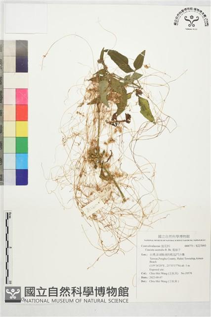 菟絲子藏品圖，第1張