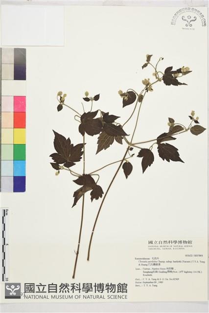 巴氏鐵線蓮藏品圖，第2張