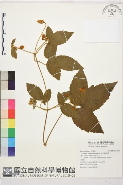 銹毛鐵線蓮藏品圖，第1張