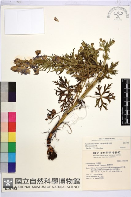 臺灣烏頭藏品圖，第1張