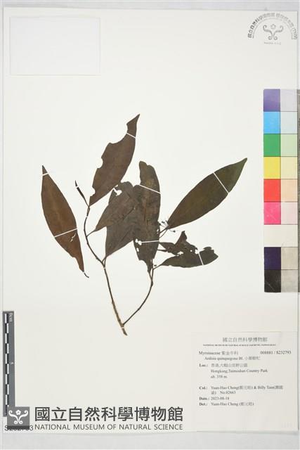 小葉樹杞藏品圖，第1張