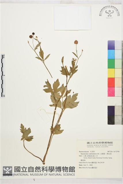 水辣菜、禺毛茛藏品圖，第1張