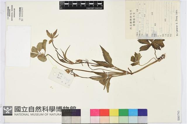 小花草玉梅藏品圖，第1張