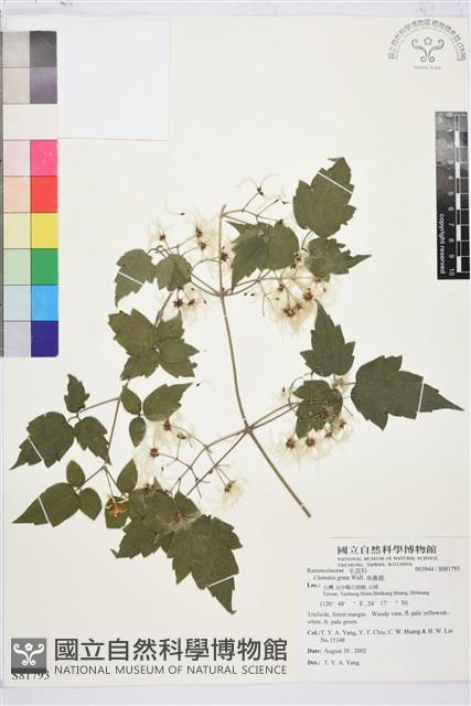 串鼻龍藏品圖，第1張