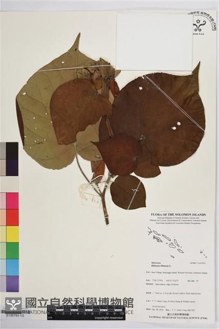 黃槿藏品圖，第1張