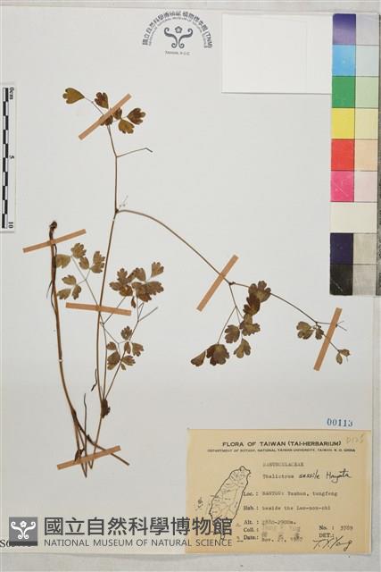 玉山唐松草藏品圖，第1張