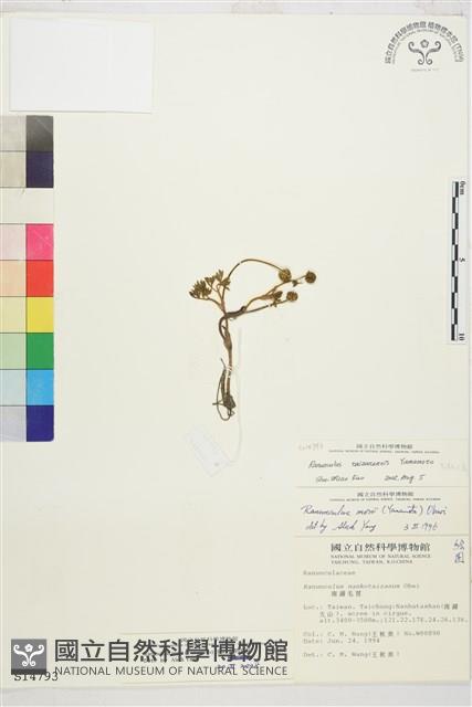 森氏毛茛、長柄毛茛藏品圖，第1張