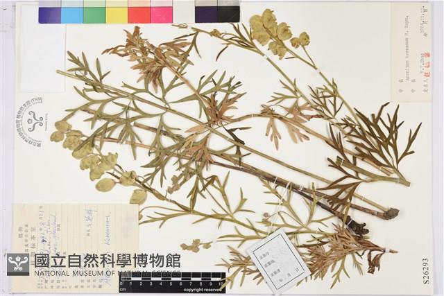 黃花烏頭藏品圖，第1張