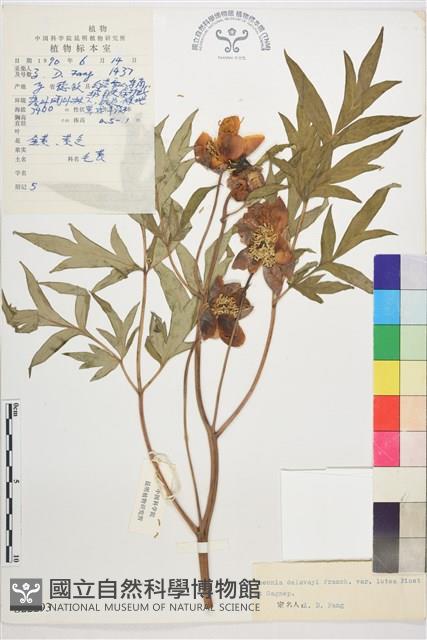 黃牡丹藏品圖，第1張