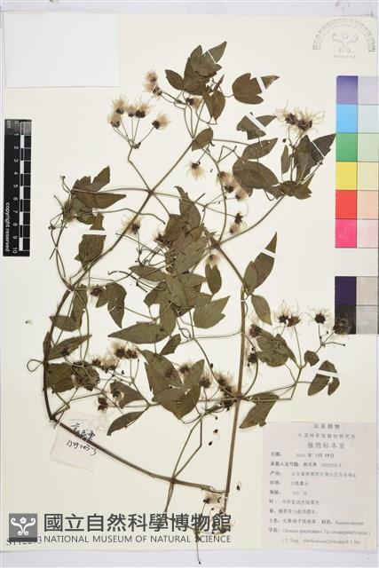 登錄號:S112293藏品圖，第1張