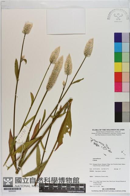 登錄號:S200293藏品圖，第1張