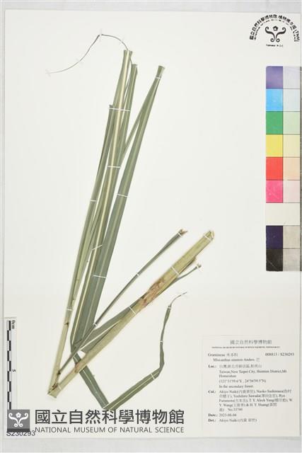 芒藏品圖，第1張