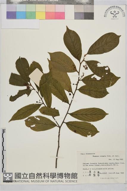 鈍齒鼠李藏品圖，第1張