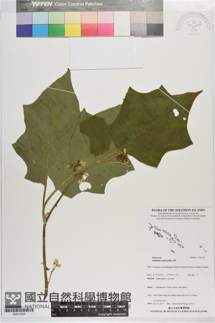 刺茄、牛茄子藏品圖，第1張