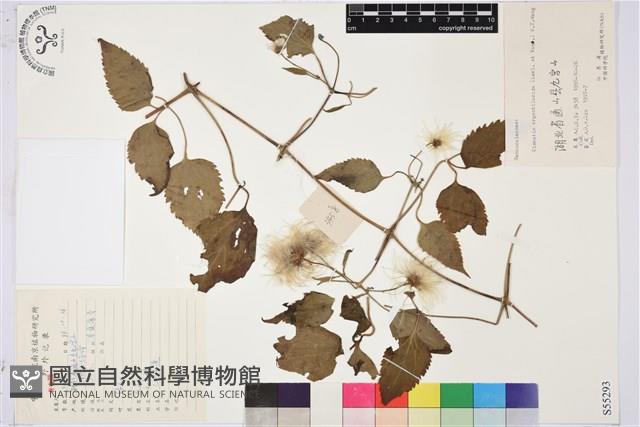 登錄號:S055293藏品圖，第1張