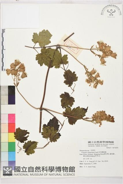 長花鐵線蓮藏品圖，第1張