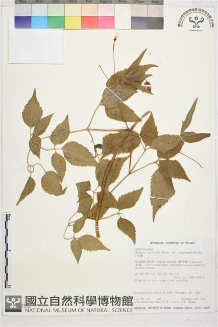 小木通藏品圖，第1張