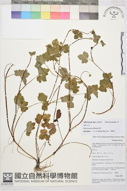 鋪散毛茛藏品圖，第1張