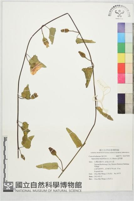 盒果藤藏品圖，第1張