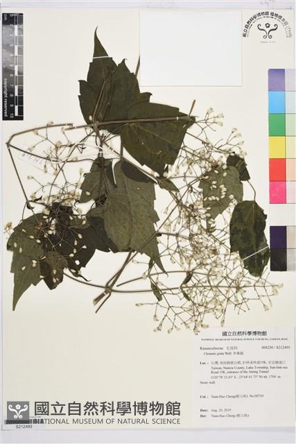 串鼻龍藏品圖，第1張