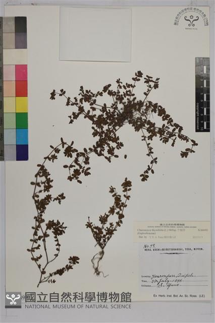 千根草藏品圖，第1張