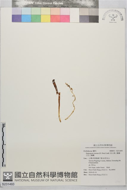 高士佛上鬚蘭、泛亞上鬚蘭藏品圖，第1張