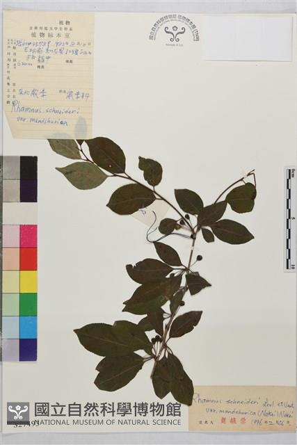 東北鼠李藏品圖，第1張