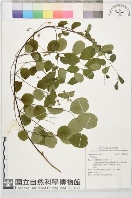 登錄號:S227493藏品圖，第1張