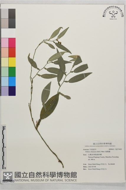 柚葉藤藏品圖，第1張