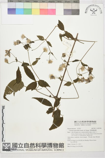 巴氏鐵線蓮藏品圖，第1張