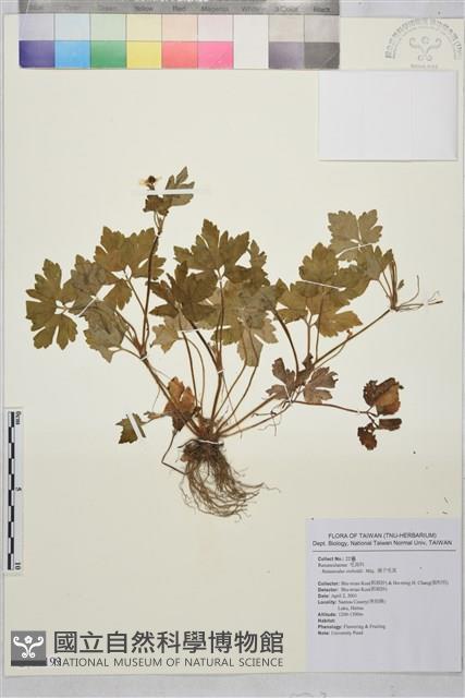 辣子草、揚子毛茛藏品圖，第1張