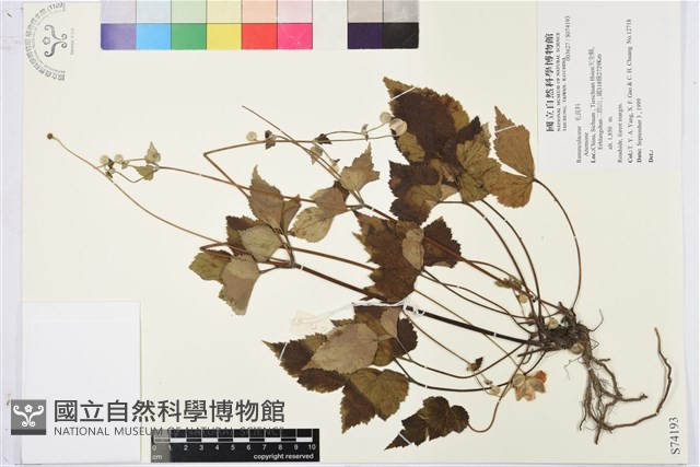 登錄號:S074193藏品圖，第1張
