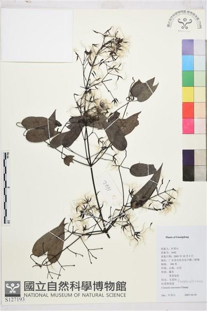 柱果鐵線蓮藏品圖，第1張