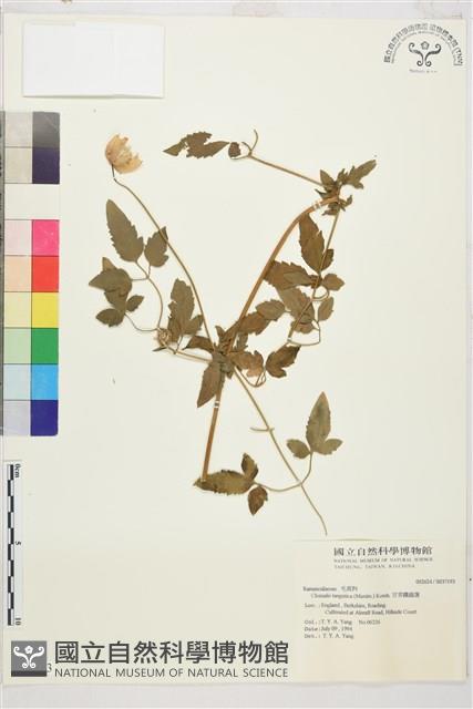 甘青鐵線蓮藏品圖，第1張