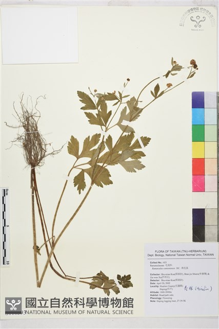水辣菜、禺毛茛藏品圖，第1張