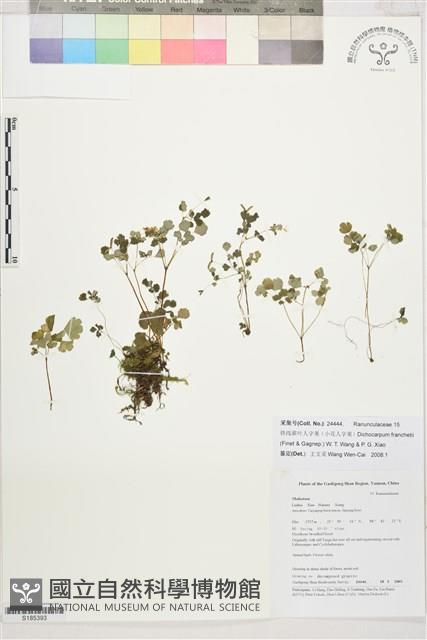 小花人字果藏品圖，第1張