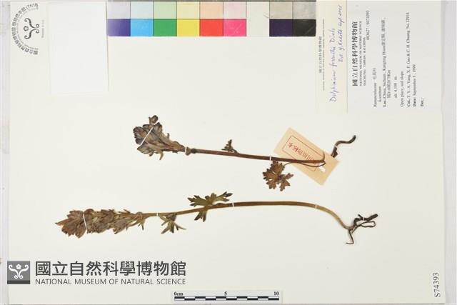 短距翠雀花藏品圖，第1張