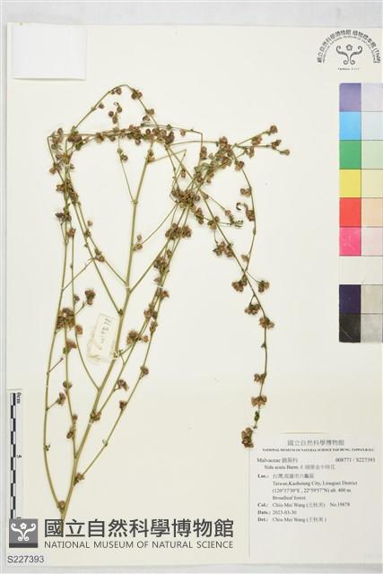 細葉金午時花藏品圖，第1張