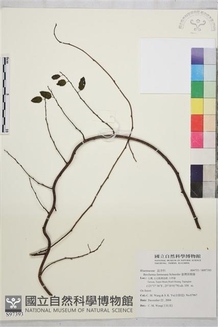 臺灣黃鱔藤藏品圖，第1張