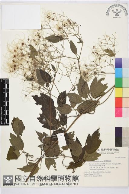 串鼻龍藏品圖，第1張