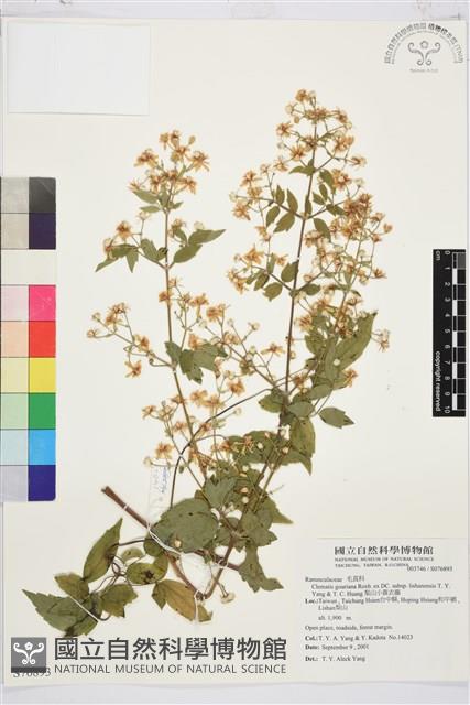 梨山小蓑衣藤藏品圖，第1張