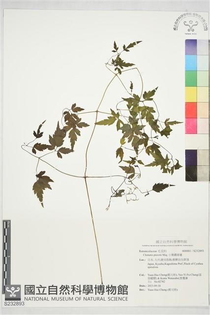 小葉鐵線蓮藏品圖，第1張
