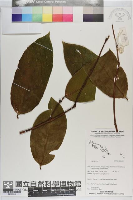 登錄號:S200893藏品圖，第1張