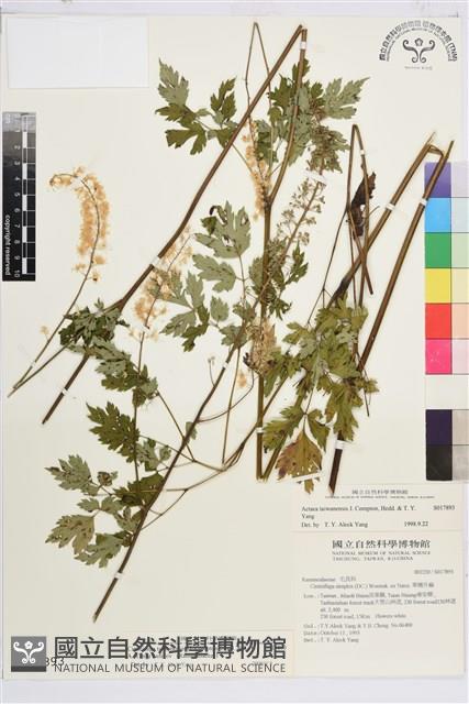 台灣升麻藏品圖，第2張