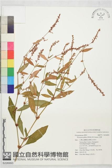 光蓼藏品圖，第1張