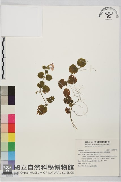 鈴木草、假馬蹄草藏品圖，第1張