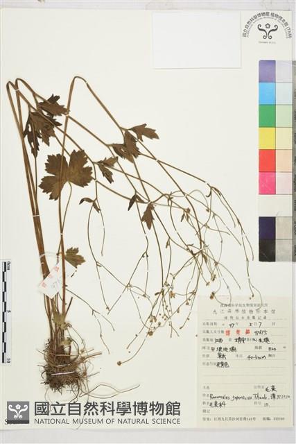 毛茛藏品圖，第1張